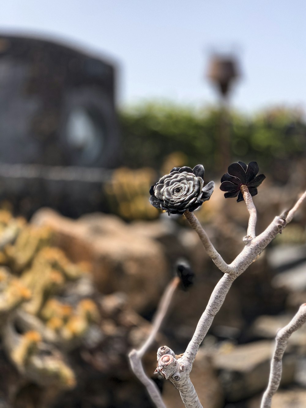 brown dried leaves on brown tree branch