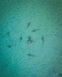 2 person in blue and white wetsuit surfing on blue sea water during daytime