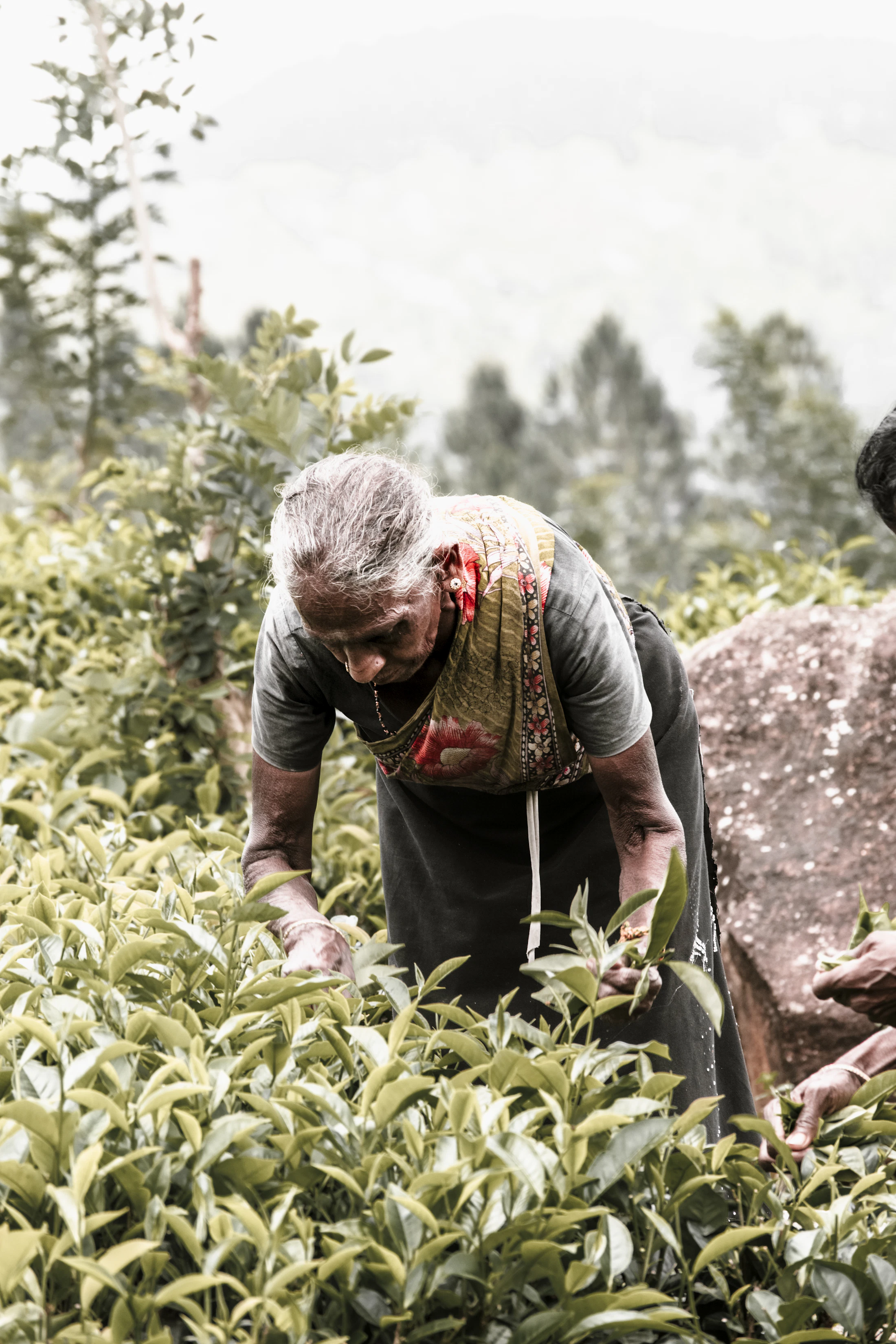 Sri Lankan grower holding fresh produce in the field