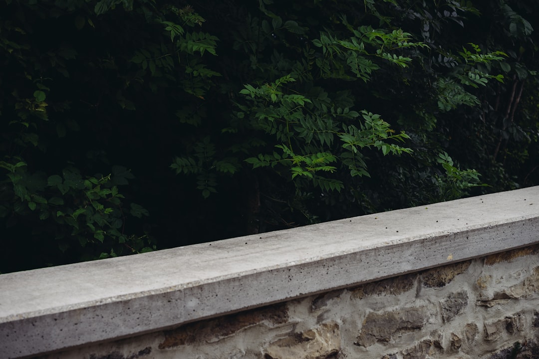 green trees beside gray concrete wall