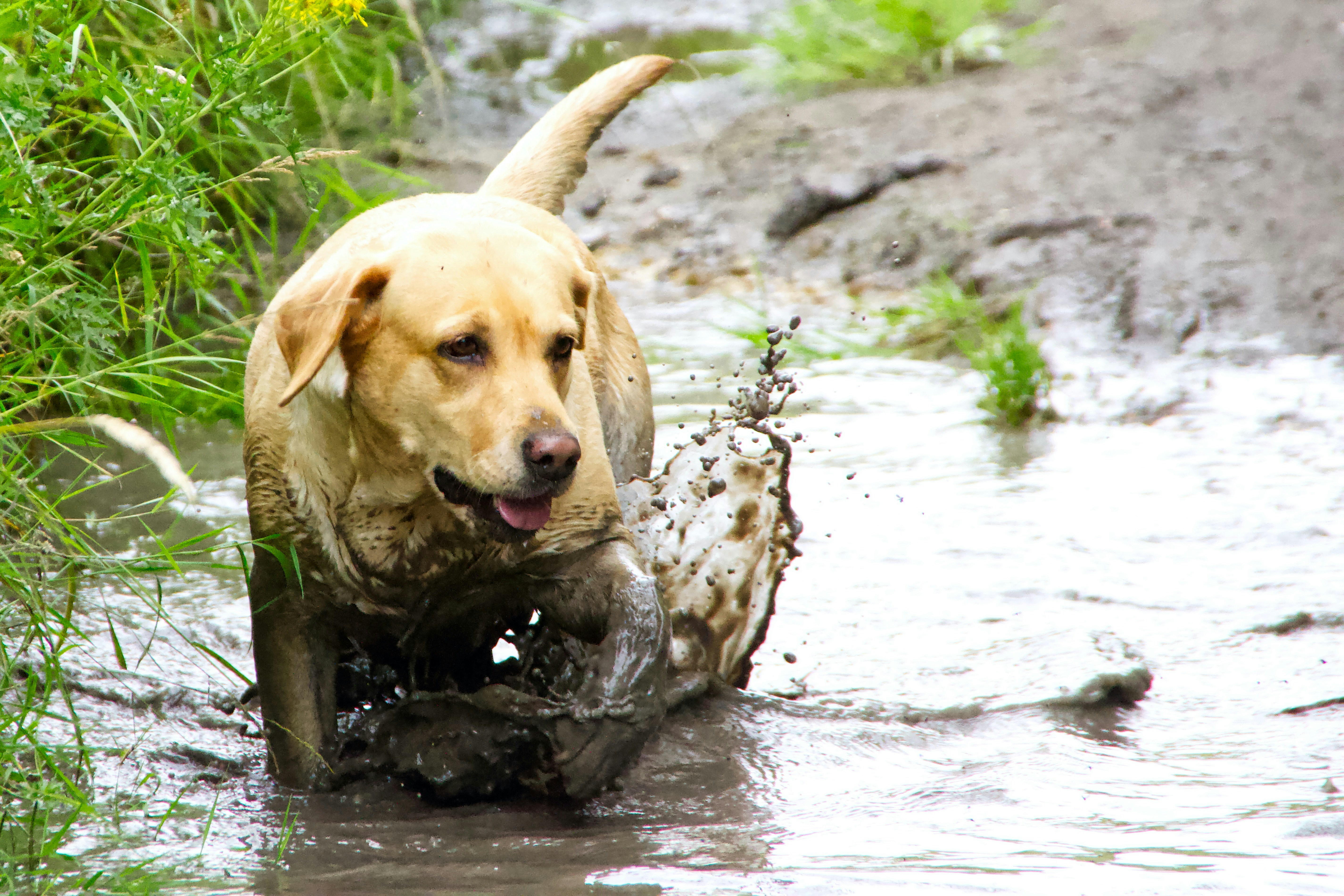 labrador retriever water