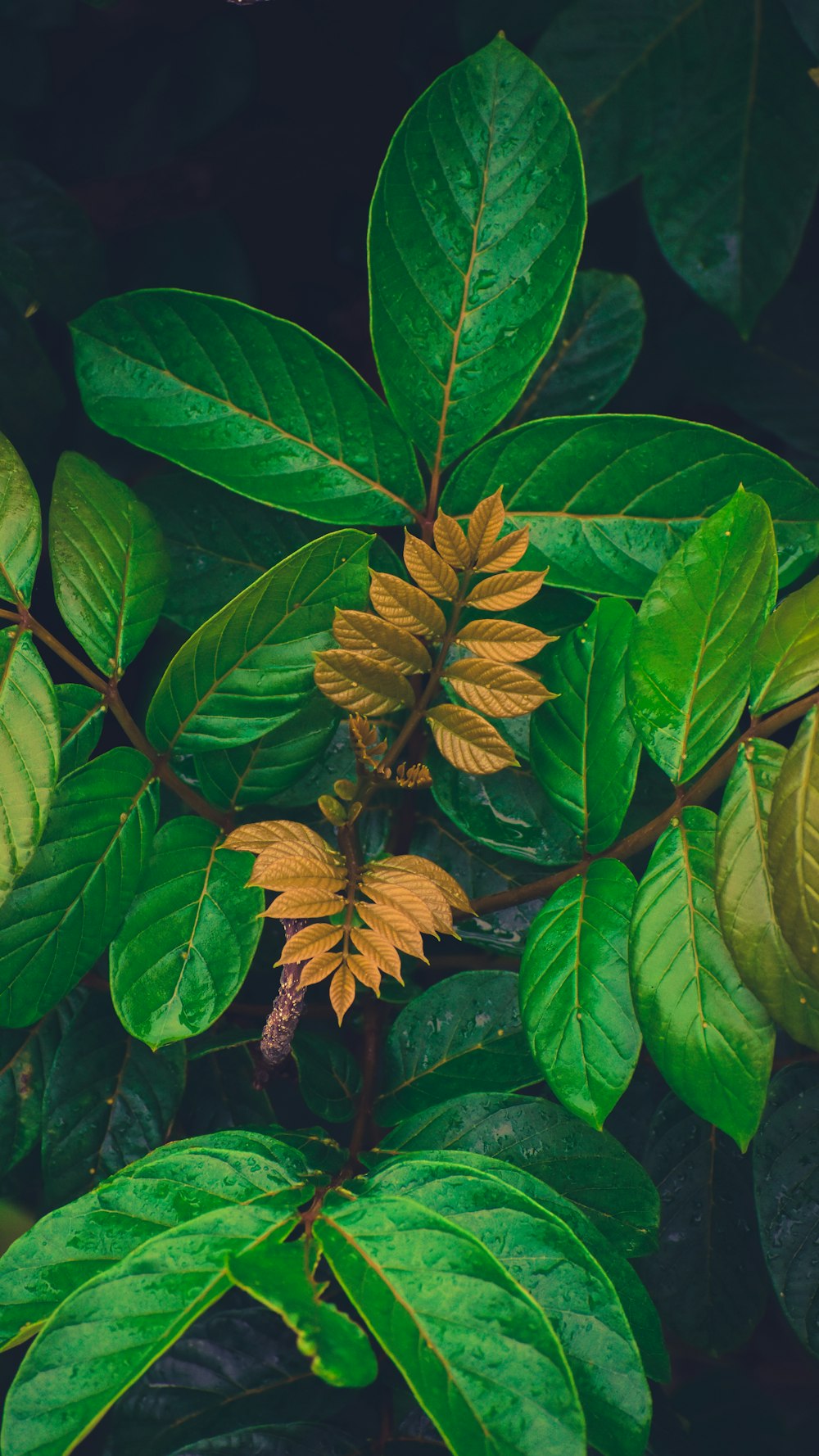 green and brown leaves in close up photography