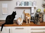 orange tabby cat on white wooden cabinet
