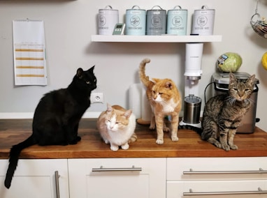 orange tabby cat on white wooden cabinet