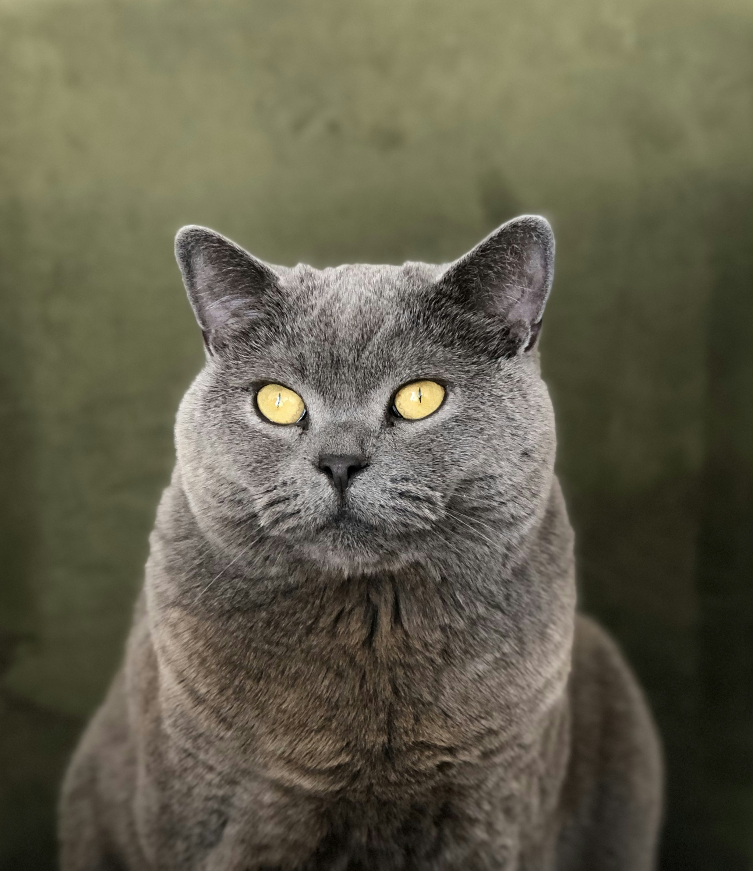 茶色の布地にロシアン ブルーの猫の写真 Unsplashの無料グレー写真