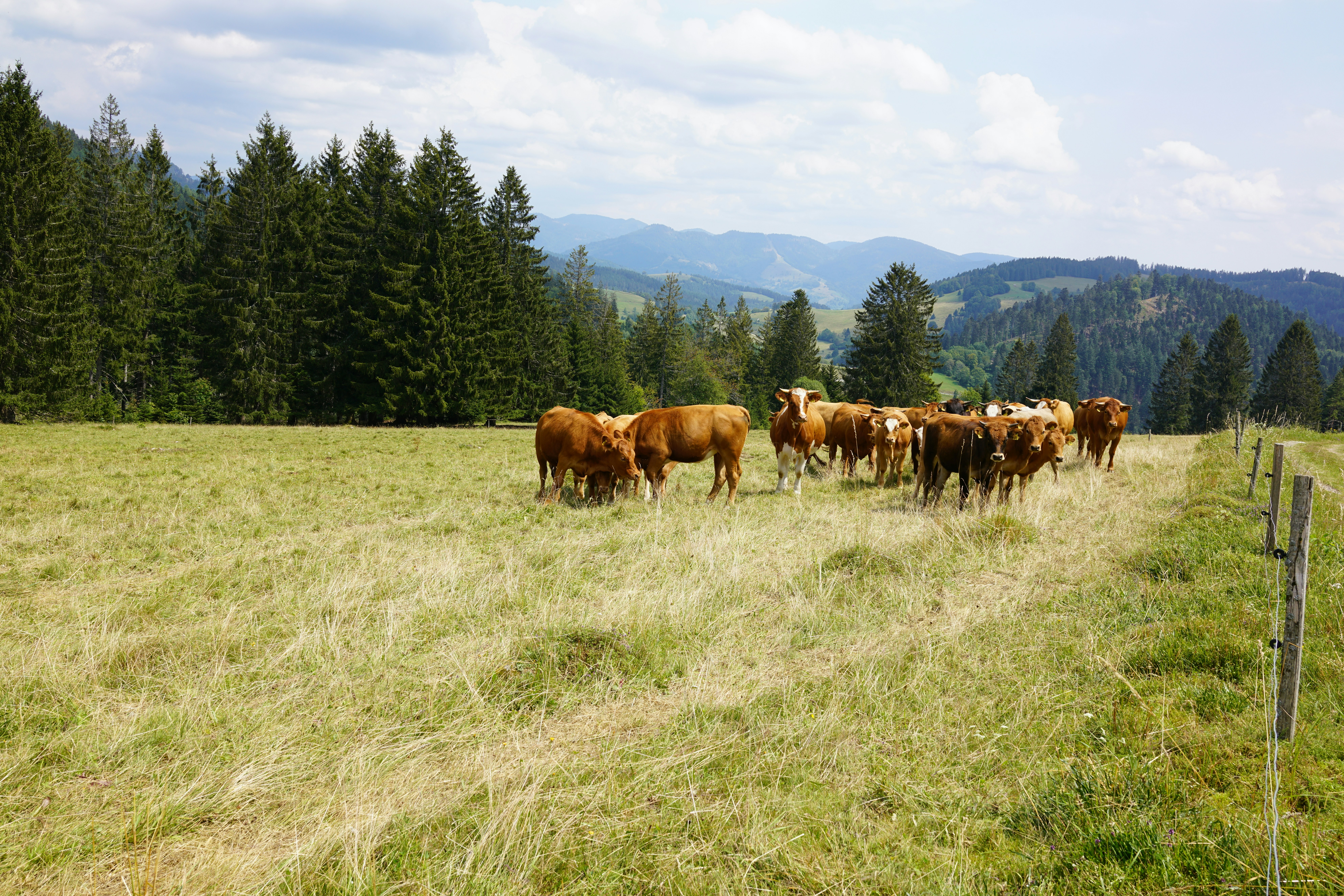 brown cow on green grass field during daytime