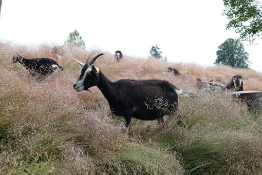 A group of goats grazes on a hillside covered in tall, dry grass. The landscape features sparse trees in the background and a few logs scattered among the grass. The goats are predominantly dark in color with patches of white, and they appear to be casually exploring and feeding in the natural environment.