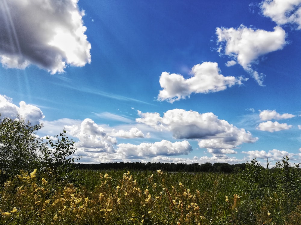 Grüne Bäume unter blauem Himmel und weiße Wolken tagsüber