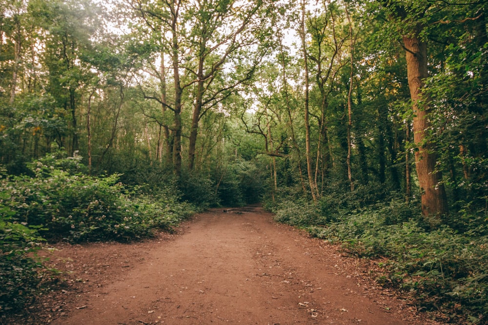 chemin de terre brun entre les arbres verts pendant la journée