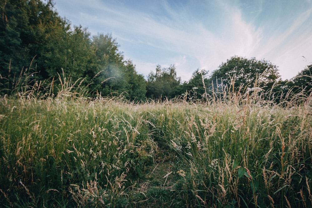 green grass field during daytime