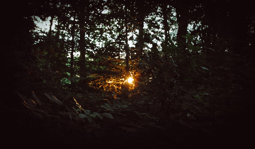 green trees on forest during daytime