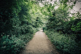 brown dirt road between green trees during daytime