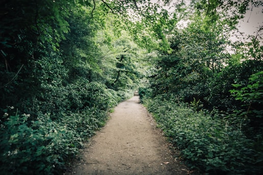 brown dirt road between green trees during daytime
