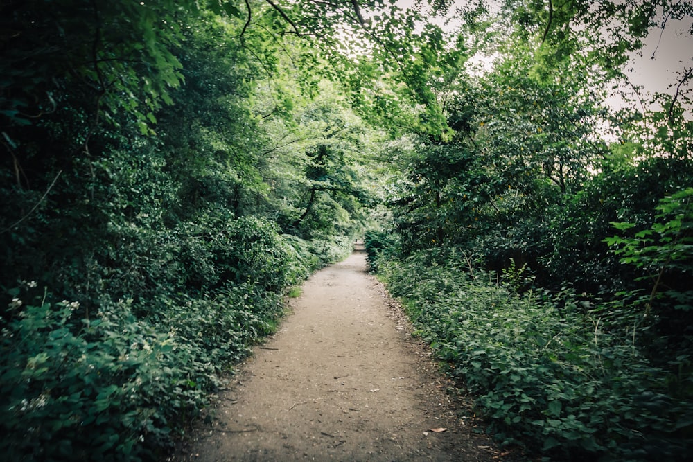 brown dirt road between green trees during daytime