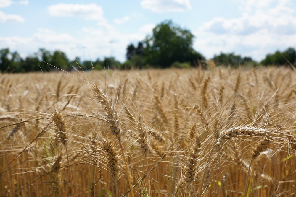 brown wheat field during daytime