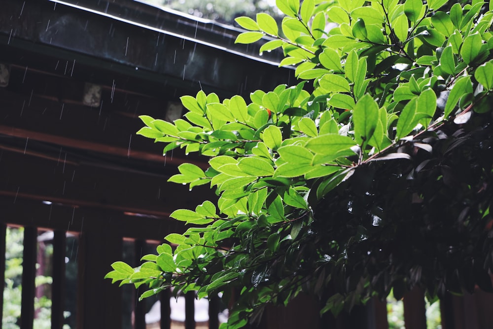 green leaves on brown wooden fence