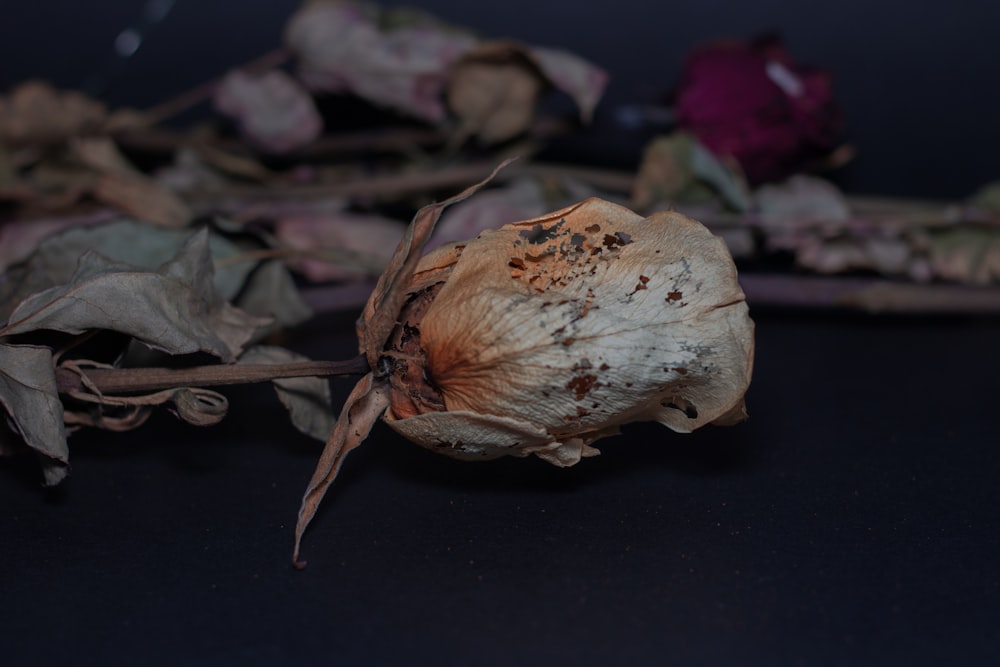 white garlic on black surface