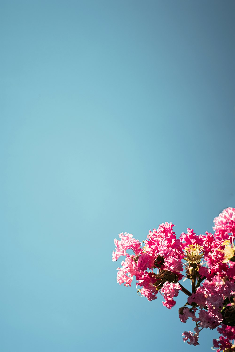 pink and white flowers under blue sky