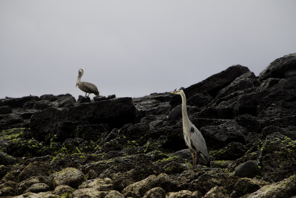 white and gray bird on brown rock during daytime