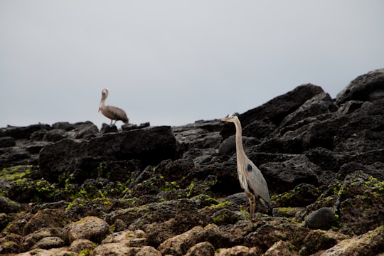 white and gray bird on brown rock during daytime in Galapagos Islands Ecuador