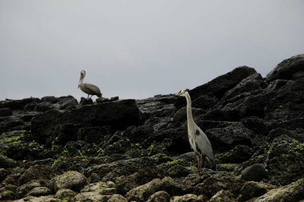 White and gray bird on brown rock during daytime — Galápagos Islands, Ecuador