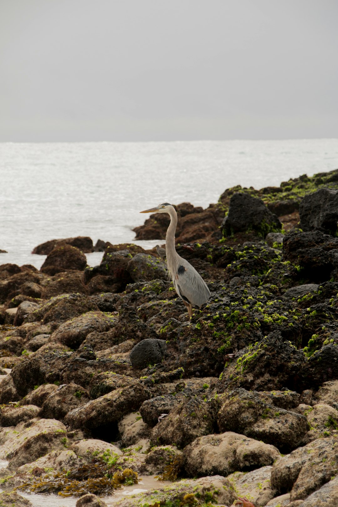 travelers stories about Shore in Galapagos Islands, Ecuador