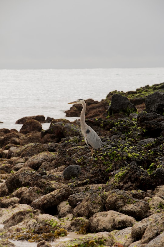 white bird on brown rock near body of water during daytime in Galapagos Islands Ecuador