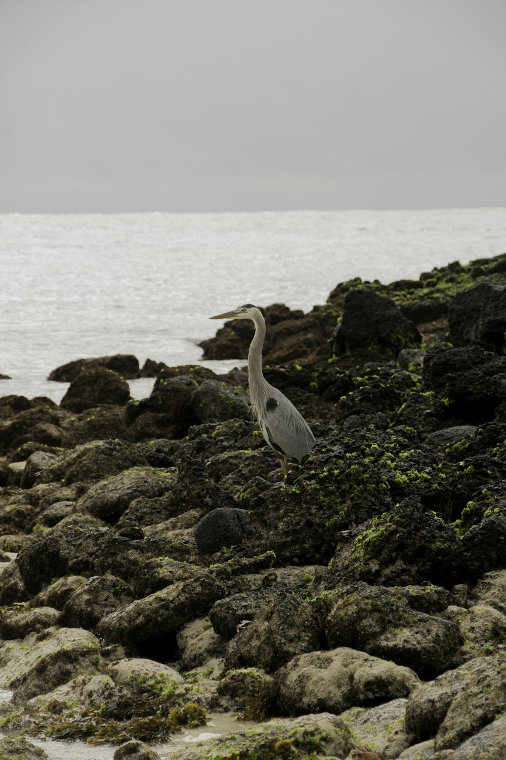 white bird on brown rock near body of water during daytime