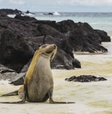 sea lion on white sand during daytime