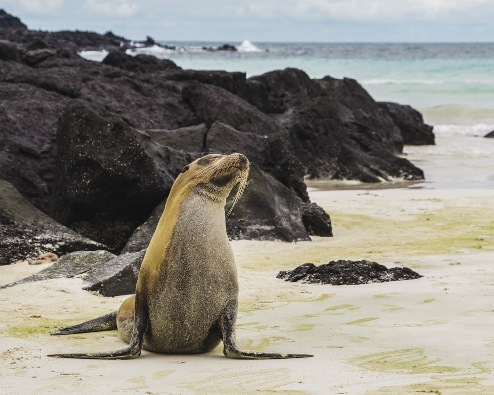 Seelöwe tagsüber auf weißem Sand