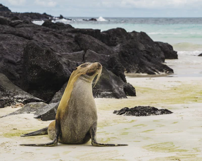 A Galápagos sea lion on a volcanic shore