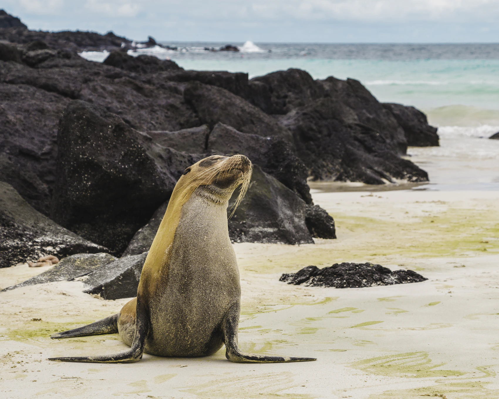 A Galápagos sea lion resting on pale sand beside the sea