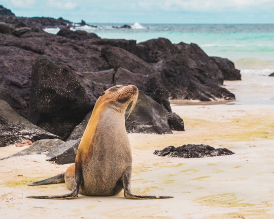 sea lion on white sand during daytime in Galapagos Islands Ecuador