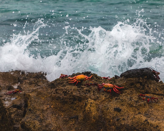 brown and black rock formation on sea during daytime in Galapagos Islands Ecuador