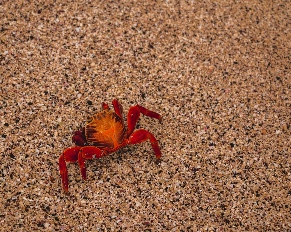 cangrejo rojo sobre arena marrón