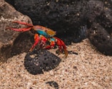 red and black crab on white and black stone