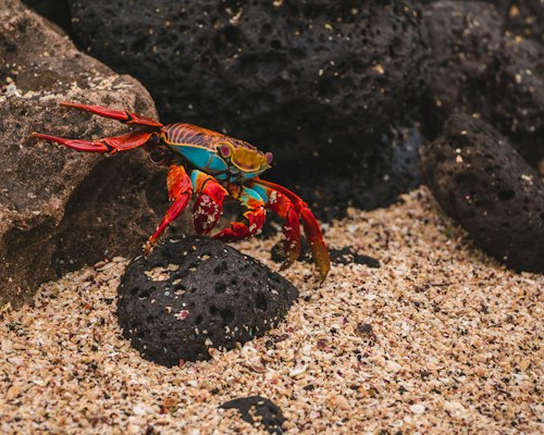 Red and black crab on white and black stone — Galápagos Islands, Ecuador