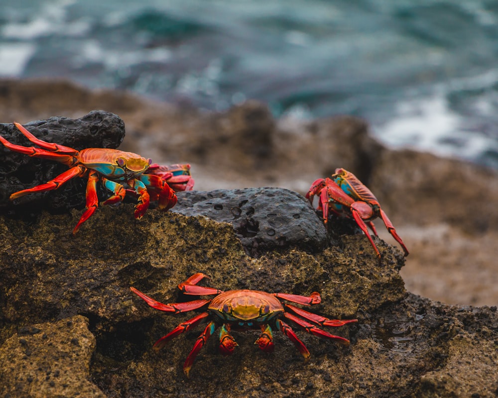 red and brown crab on black rock