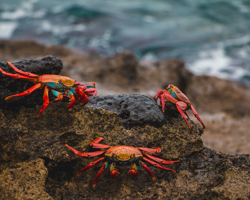 Crabe rouge et brun sur roche noire