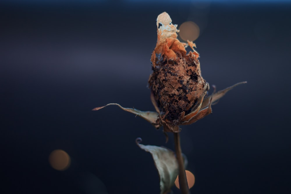 brown dried flower in tilt shift lens