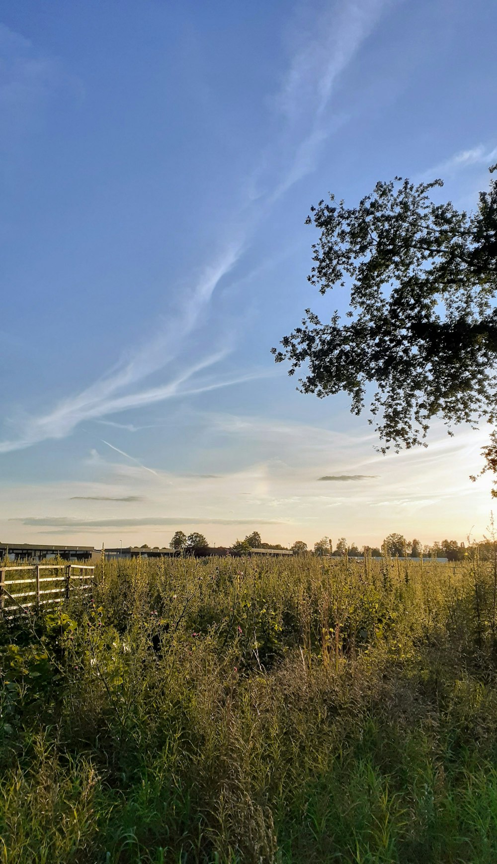 green trees and grass field under blue sky and white clouds during daytime