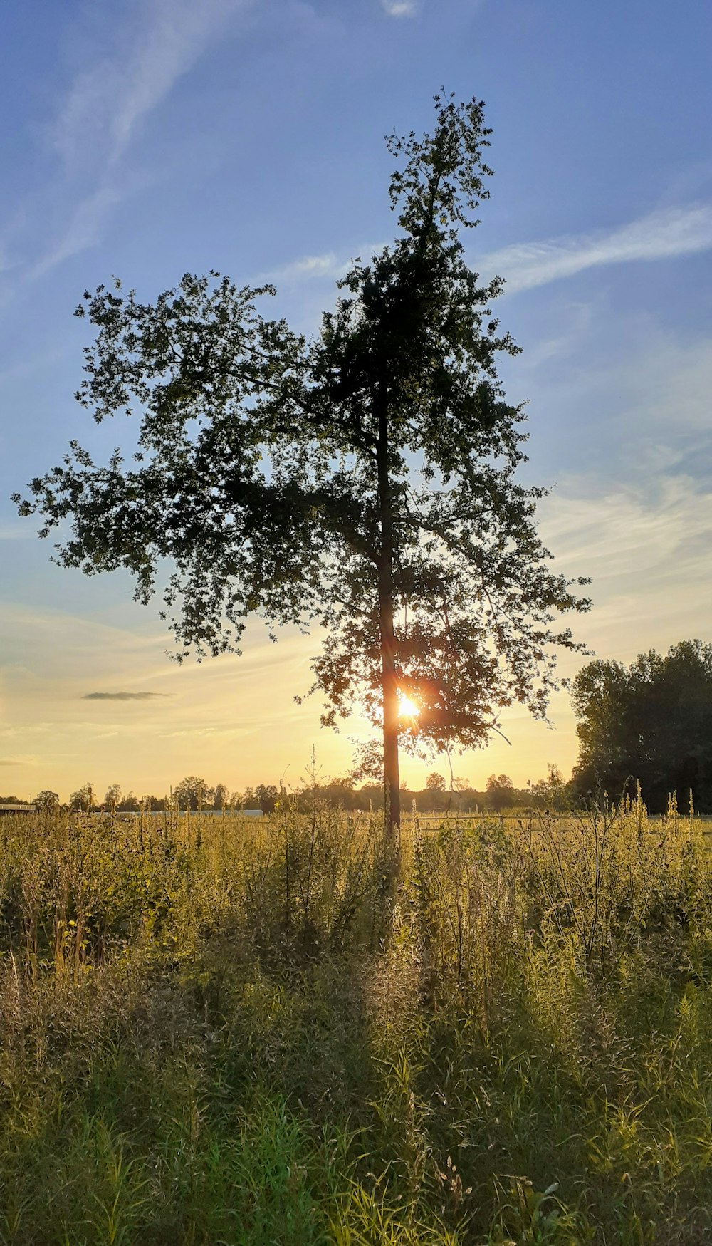 green trees under blue sky during sunset