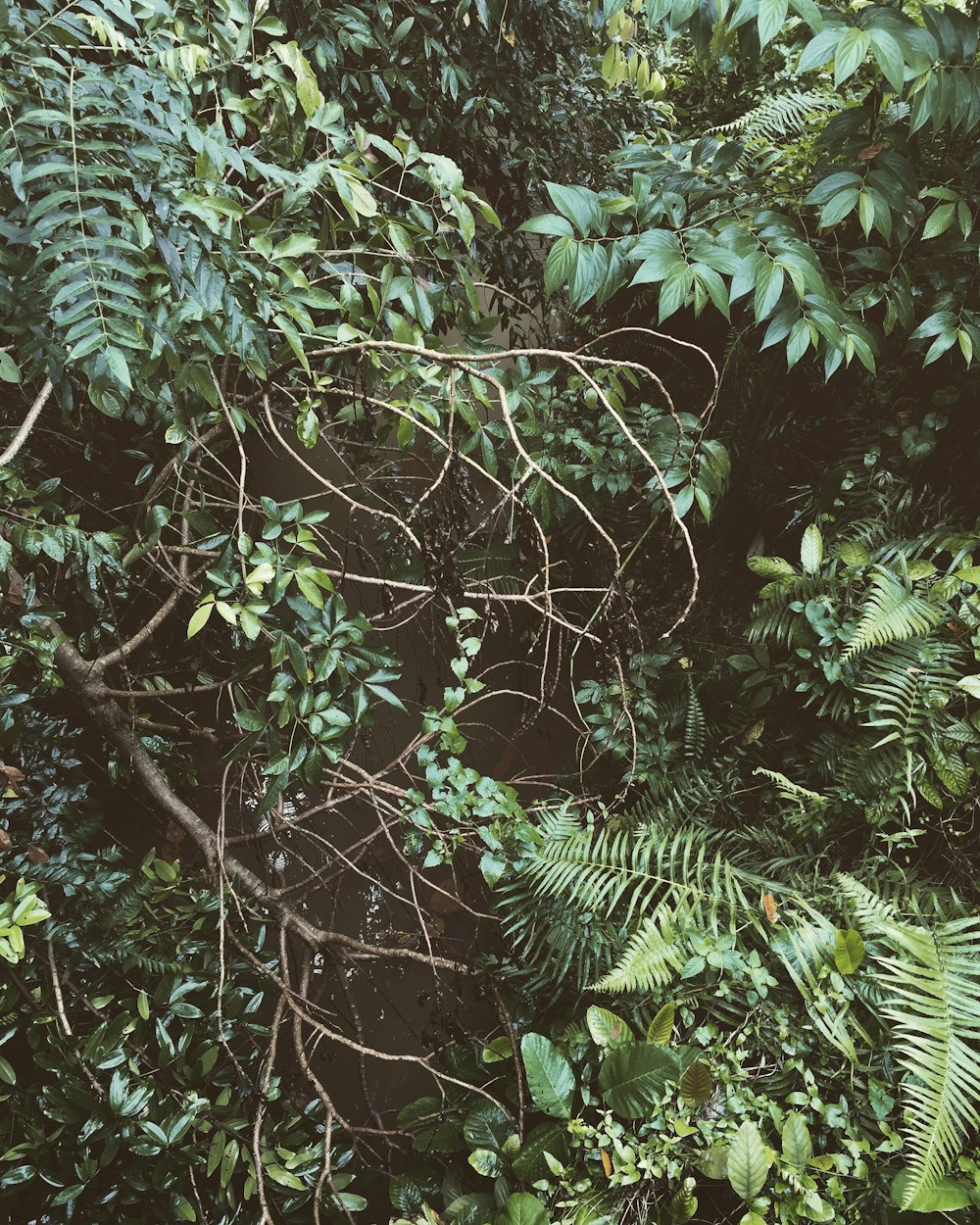 spider web on green plant