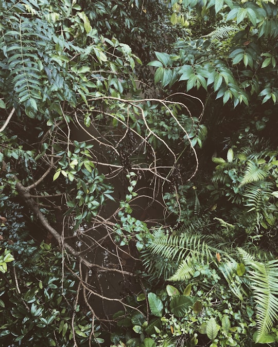 spider web on green plant in Choa Chu Kang Park Singapore