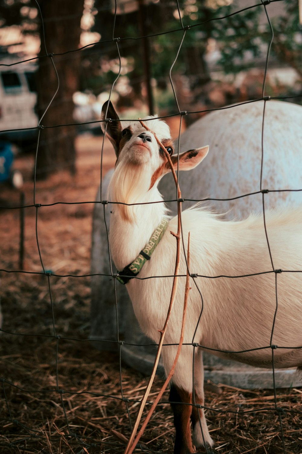 white and brown goat kid