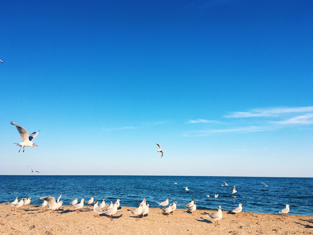 flock of birds on beach during daytime