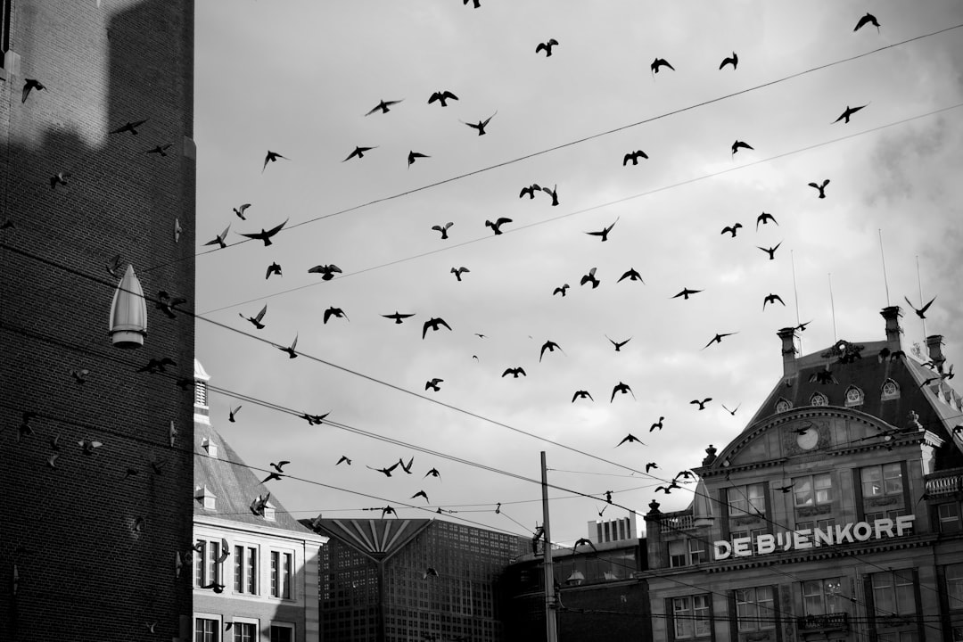 flock of birds flying over the building during daytime