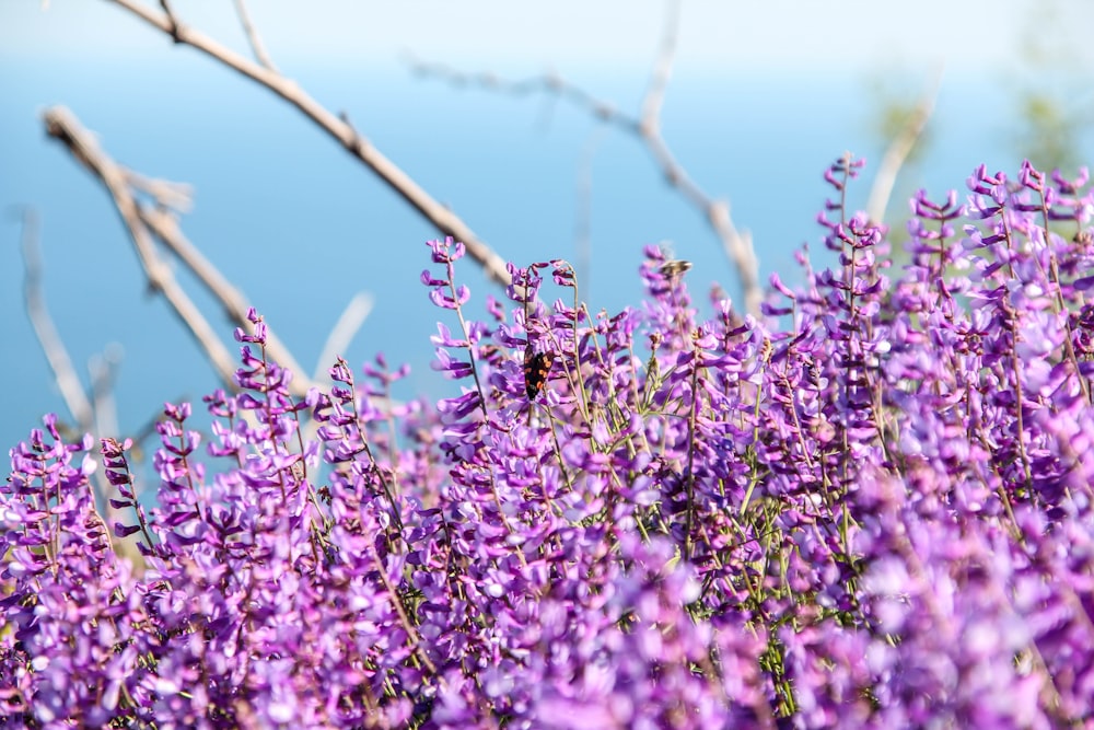 purple flowers on brown tree branch during daytime