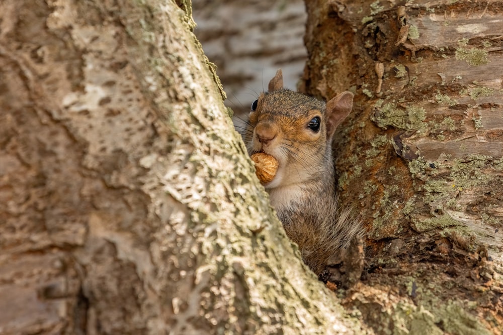 brown squirrel on brown tree