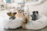 brown and black yorkshire terrier puppy